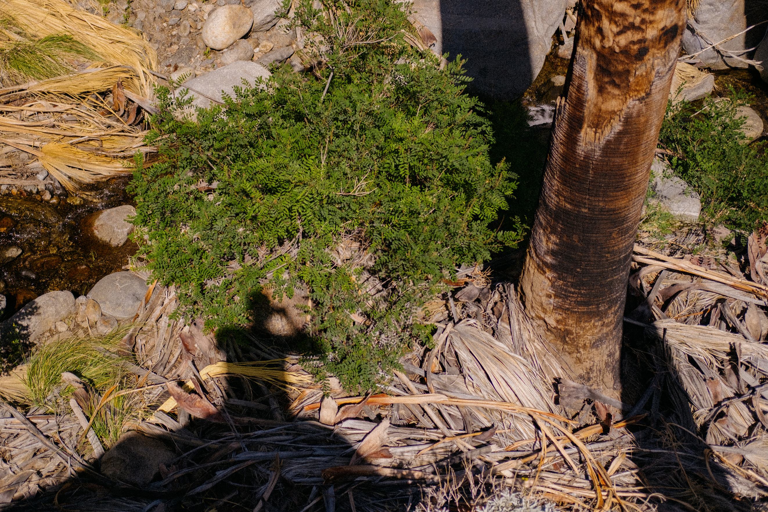 "Hike?! For Your Birthday?"